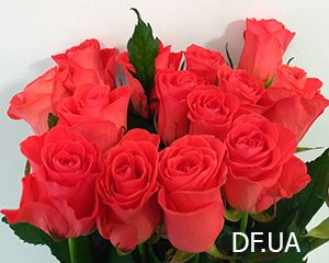 Bouquet of 15 roses