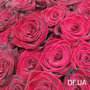Photo of the bouquet 201 roses Bouquet 201 roses