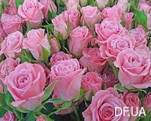 Bouquet of 45 roses