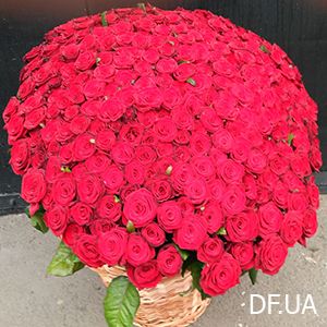 Bouquets of 501 roses Bouquets 501 roses