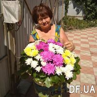 Basket of multi-colored chrysanthemums - Photo 1