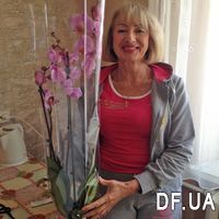 Pink orchid in a pot - Photo 1