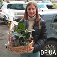 Arrangement of potted flowers in a basket