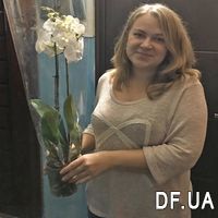 Біла орхідея Фаленопсис на 2 гілки - Фото 6