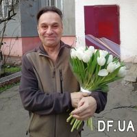 Білі тюльпани купити - Фото 4