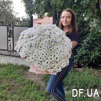 Bouquet of beautiful daisies - Photo 3