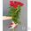 Simple bouquet of 7 roses 6