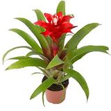 Green plants
