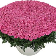 1001 pink rose