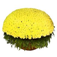 A bouquet of 1001 yellow roses