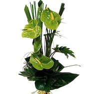 Bouquet of green anthuriums