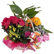 Flowers in a pot as a gift to a girl