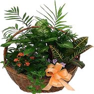 Flowers in a pot as a gift to buy