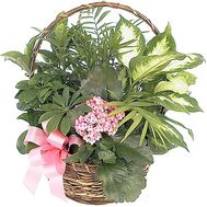 Flowers in a pot as a gift to a woman