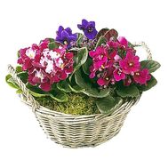 Flowers in the basket inexpensive