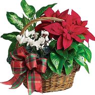 Potted flowers in the basket