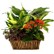 Composition of potted flowers in a pot