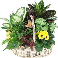 Composition from potted flowers in a pot