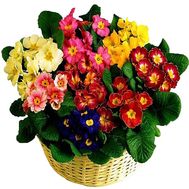 Composition from houseplants to buy
