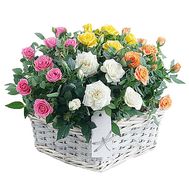 Composition of cluster roses in pots in a basket