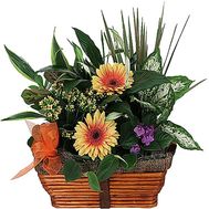 Composition of house flowers