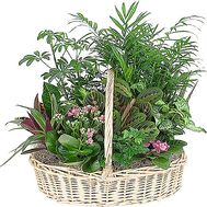Composition of houseplants