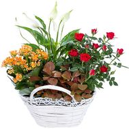 Plant composition