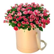 Box of 19 rose bush roses