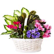 Basket with indoor plants