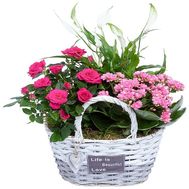 Beautiful indoor flowers in the basket