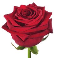 Red roses per piece