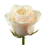 Cream roses per piece