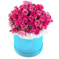 Shrub Pink Roses in a Box