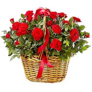 Bush roses in a pot in a basket