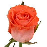 Orange roses by the piece