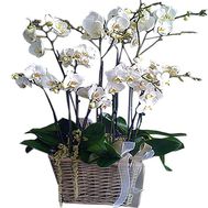 Orchids in the basket