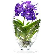 Wanda`s Orchid in Glass