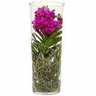 Wanda Orchid in a Glass Bottle
