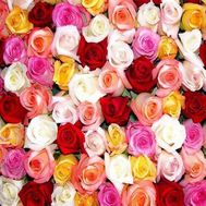 Multicolored roses per piece