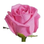 Pink roses per piece