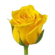Yellow roses by the piece