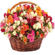101 multi-colored rose bush in a basket