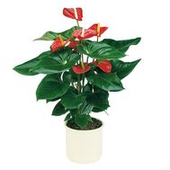 Anthurium in the pot