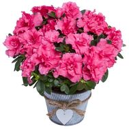 Azalea in the pot