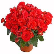 Begonia red