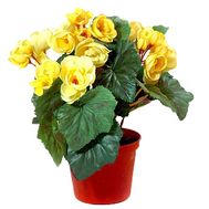 Begonia yellow