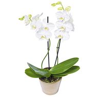 White phalaenopsis orchid on 2 branches