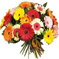Bouquet of 55 gerberas for the anniversary of 55 years
