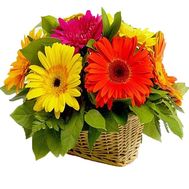 Bouquet of gerberas in a basket