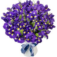 Bouquet of iris to buy